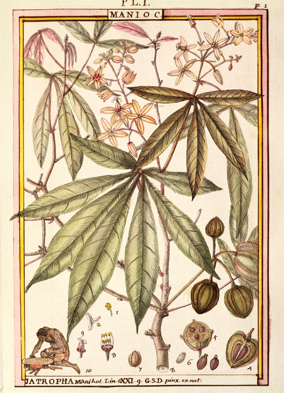 キャッサバ（Jatropha manihot）、Delahaye作、水彩画 作： ドライエドライエ