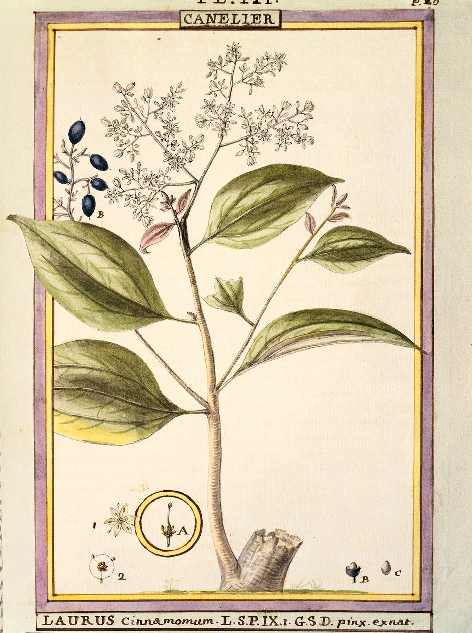 シナモン（Laurus cinnamomum）、Delahayeの水彩画 作： ドライエドライエ