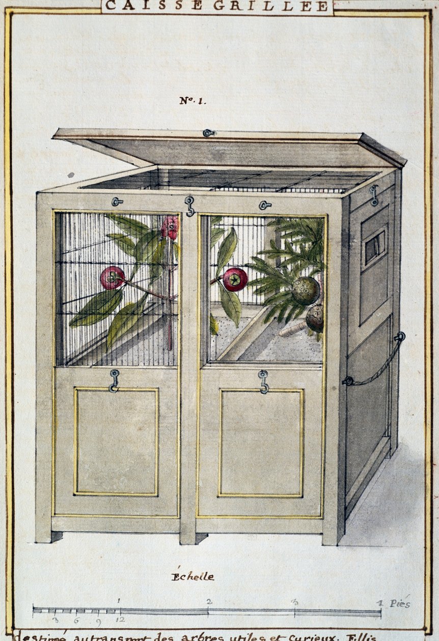 Florindie ou Histoire physico-economique des vegetaux de la Torride（熱帯植物の物理経済史）」を基にしたデラヘイの水彩画「有用で興味深い樹木を運搬するための容器 作： ドライエドライエ