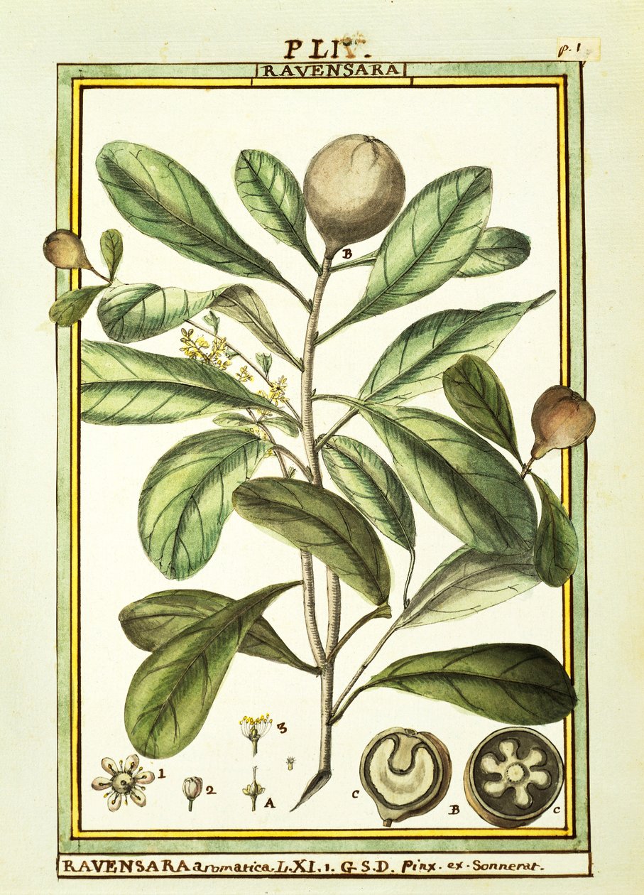 Cryptocarya Aromatica、Delahayeによる水彩画 作： ドライエドライエ