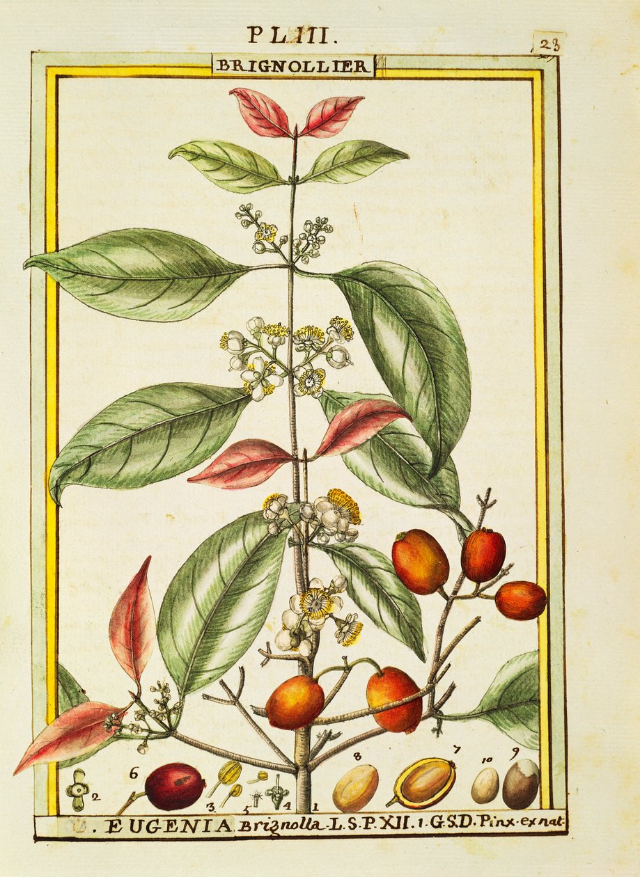 Eugenia Brignolla、Delahayeの水彩画 作： ドライエドライエ