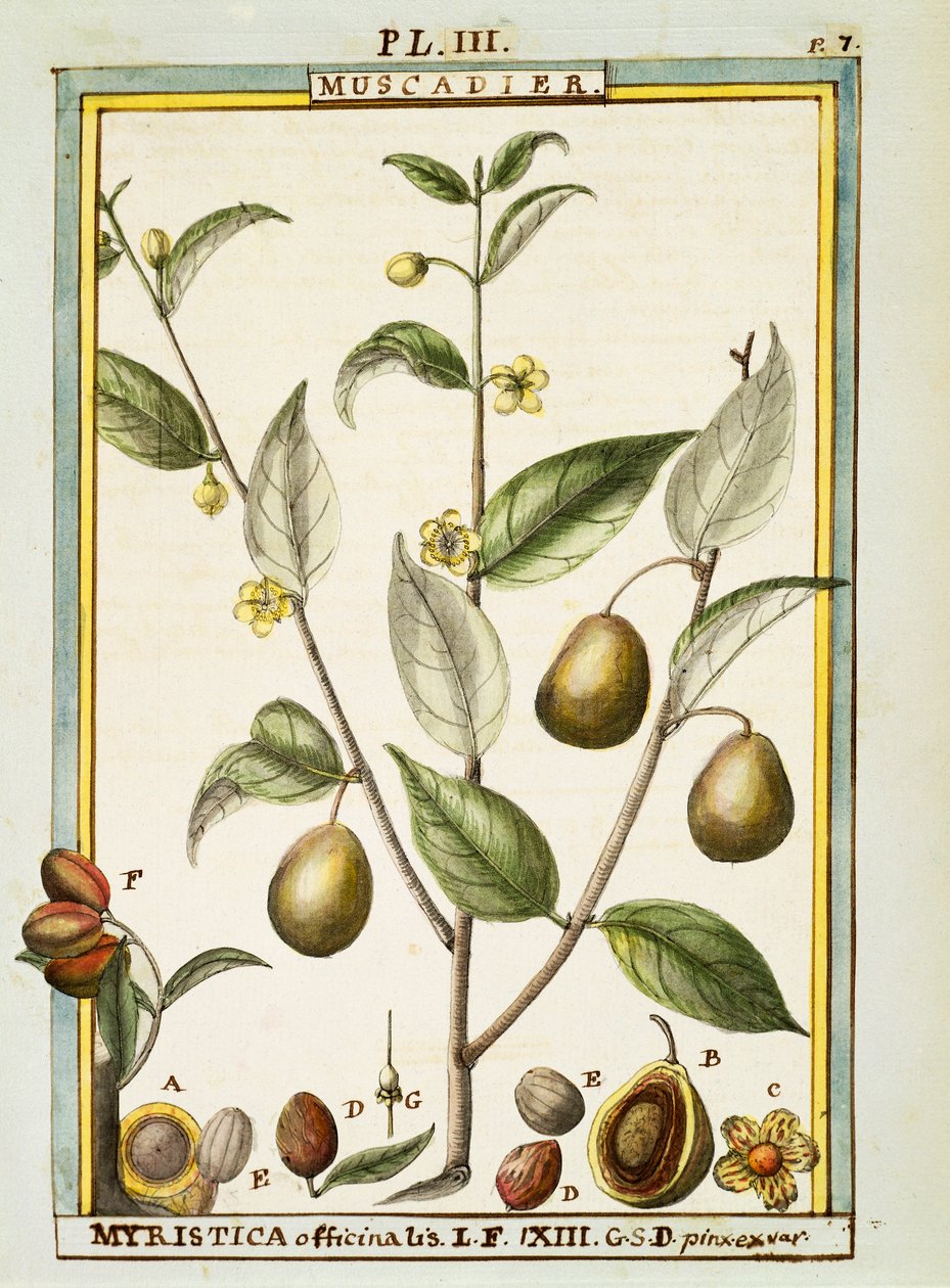 ナツメグ（Myristica fragrans or officinalis）、Delahayeの水彩画 作： ドライエドライエ