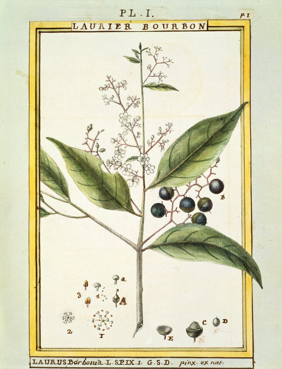 レッドベイツリー（Laurus borboniaまたはPersea carolinensis）、Delahayeによる水彩画 作： ドライエドライエ