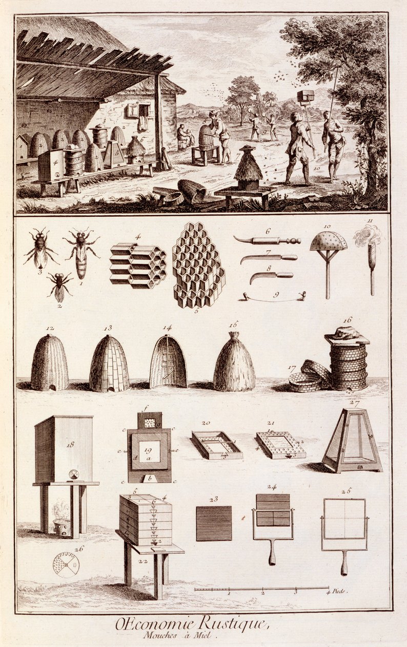 養蜂、 &39;Dictionary of Sciences&39;、c.1770（746839も参照） 作： デニス・ディドロ