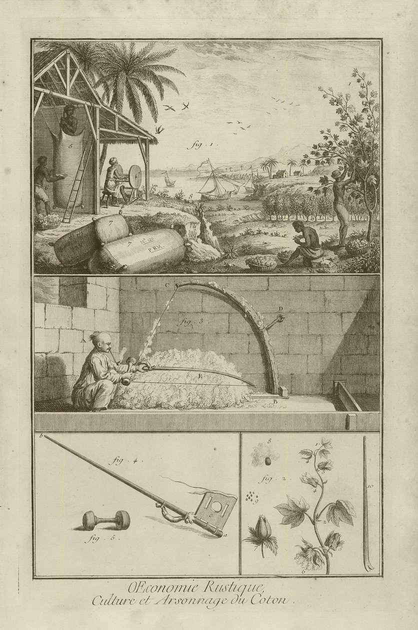 アメリカの綿畑;弓で脱穀;綿植物（タイトル）、1762 作： デニス・ディドロ