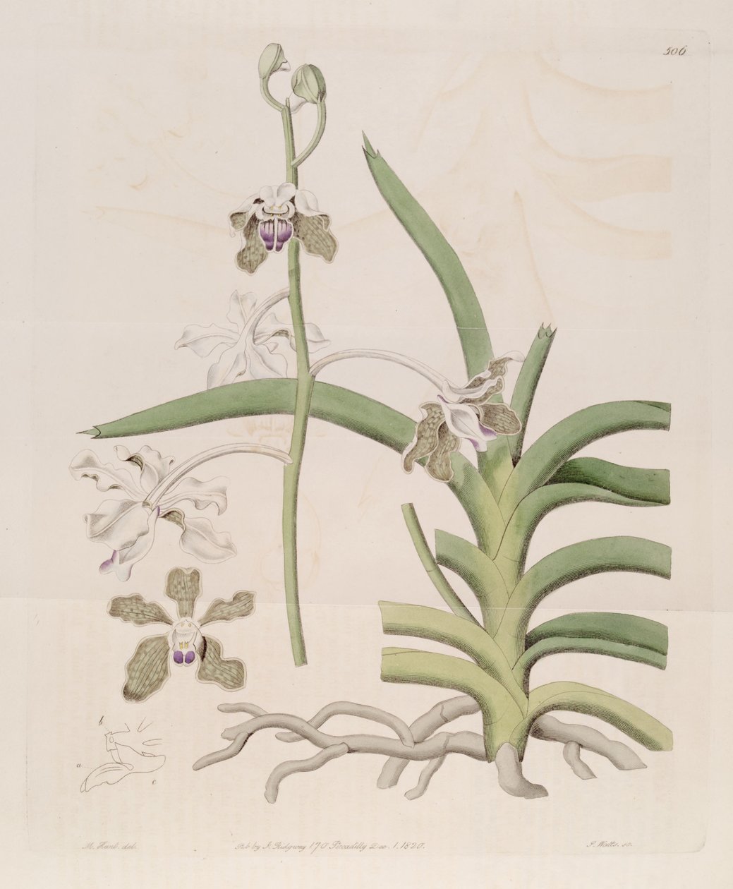 Vanda tessellata（syn。Vanda roxburghiiとして）のイラスト 作： デザイナー