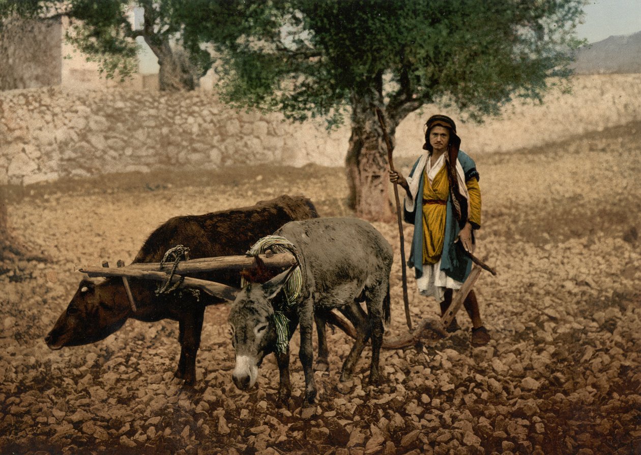 牛とロバ、聖地、c.1890-c.1900（フォトクロムプリント）で働くパレスチナ出身 作： デトロイト写真社
