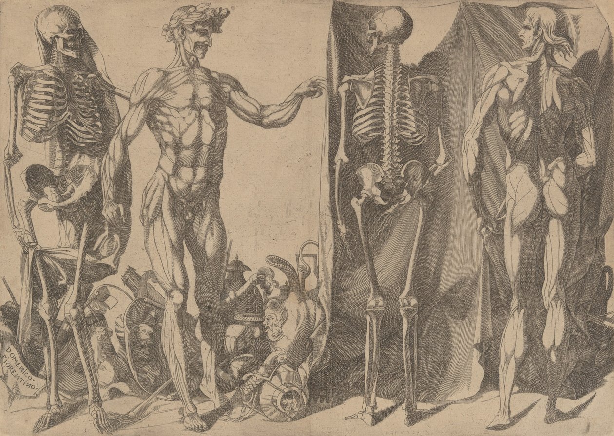 皮をむかれた 2 人の男性とその骸骨 1540-45。 作： ドメニコ・デル・バルビエレ