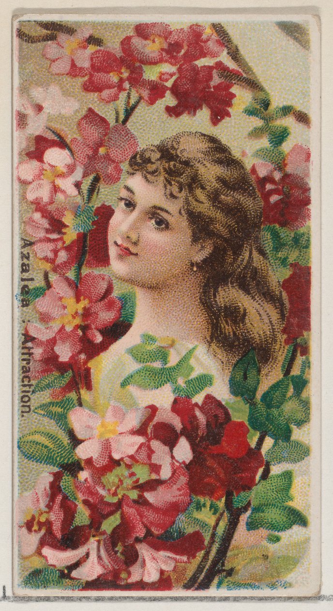 ツツジ：デュークのためのシリーズ花の美しさと花言葉N75からのアトラクション、1892年. 作： ドナルドソンブラザーズ