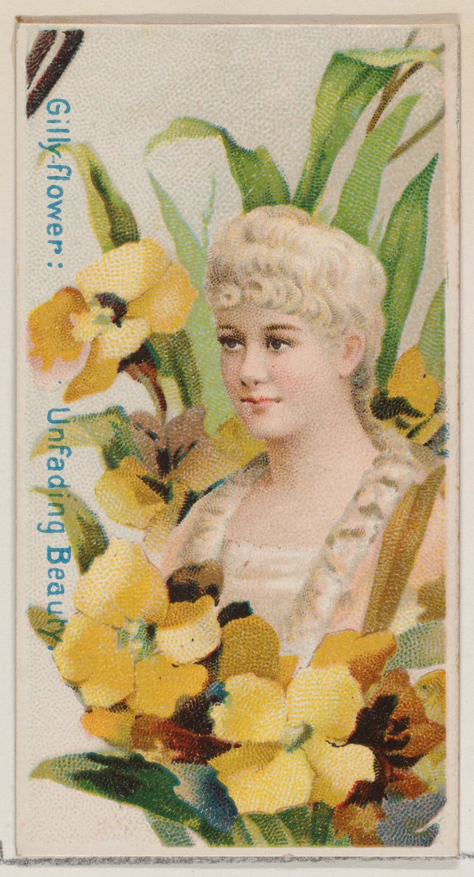 Gilly-flower: Unfading Beauty、シリーズ「Floral Beauties and Flowers of Flowers N7...」、1892年より。 作： ドナルドソンブラザーズ