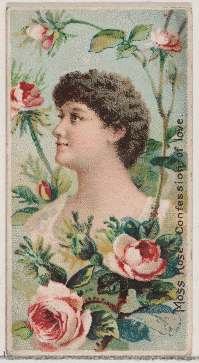 Moss Rose: Confession of Love、シリーズ「花の美しさと花言葉 N7...」、1892 年から。 作： ドナルドソンブラザーズ