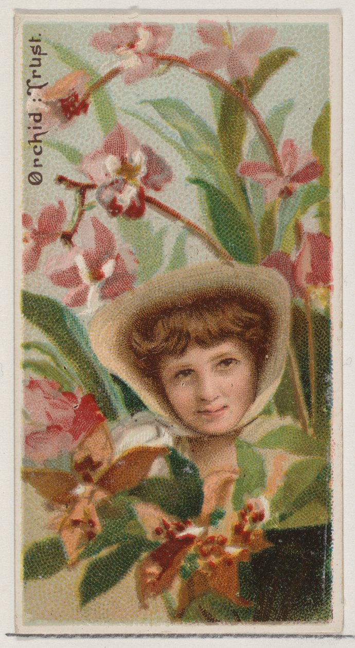 Orchid: Trust, シリーズ Floral Beauties and Language of Flowers N75 for Duke bran..., 1892. 作： ドナルドソンブラザーズ