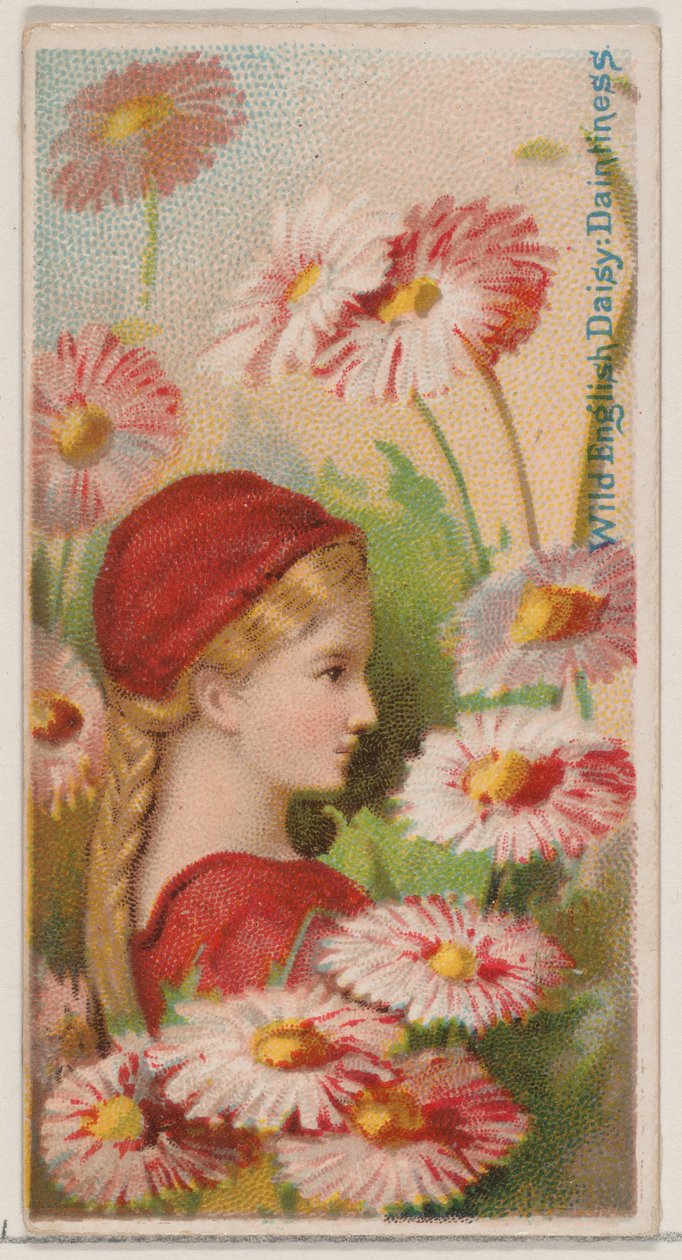 野生のイングリッシュ デイジー: 可憐さ、シリーズ「花の美しさと花言葉 N...」、1892 年から。 作： ドナルドソンブラザーズ