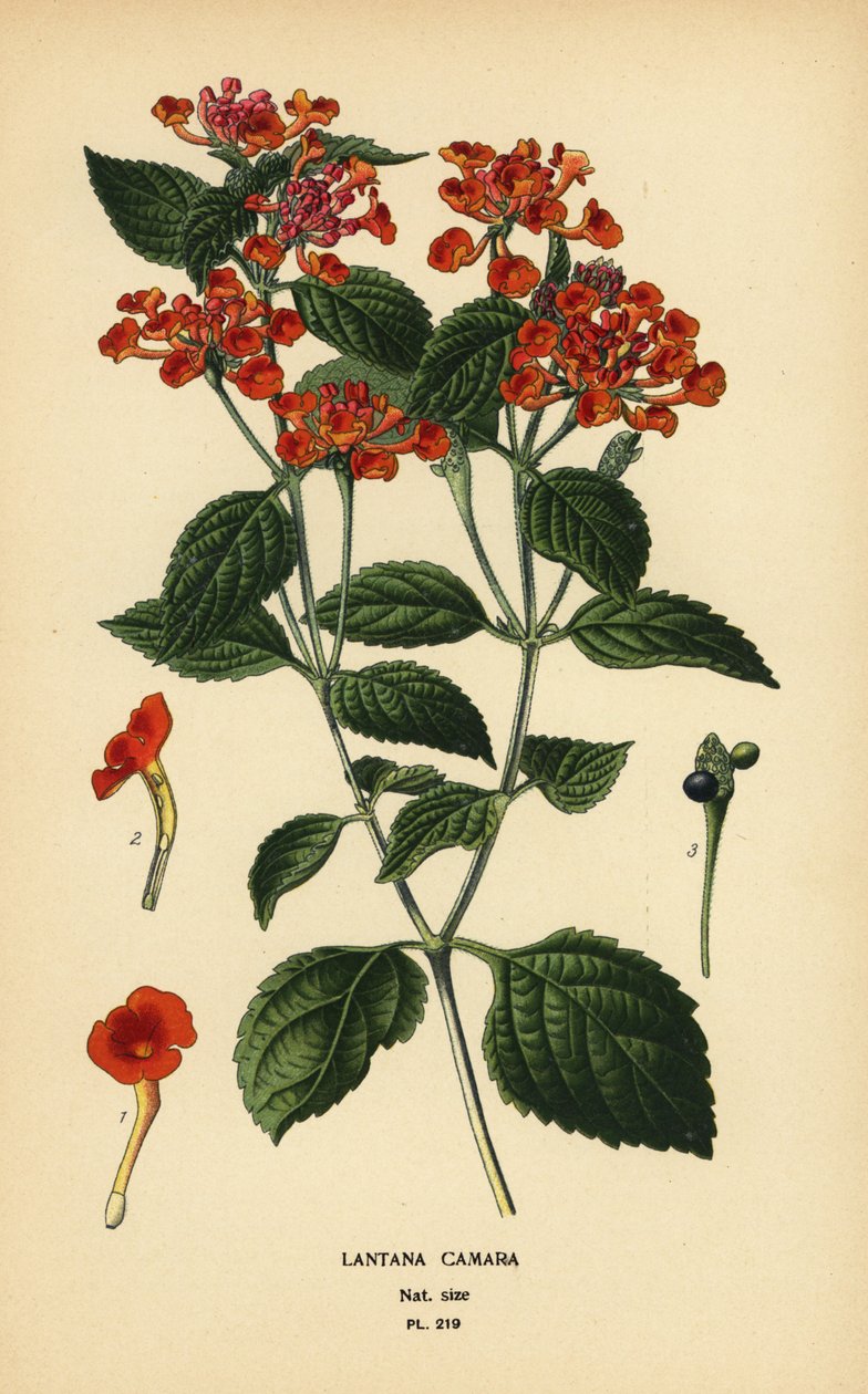 ビッグ セージ、ガネリまたはティックベリー、ランタナ カマラ。 Edward Step’s Favorite Flowers of Garden and Greenhouse、Frederick Warne、ロンドンの Desire Bois によるイラストのクロモリトグラフ 作： デジレ・ジョージズジャン・マリー・ボワ