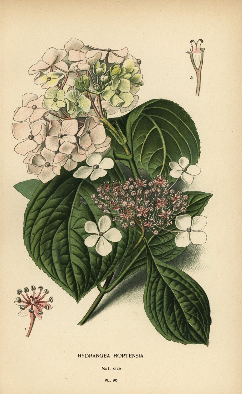 Bigleaf アジサイ、Hydrangea macrophylla。 作： デジレ・ジョージズジャン・マリー・ボワ