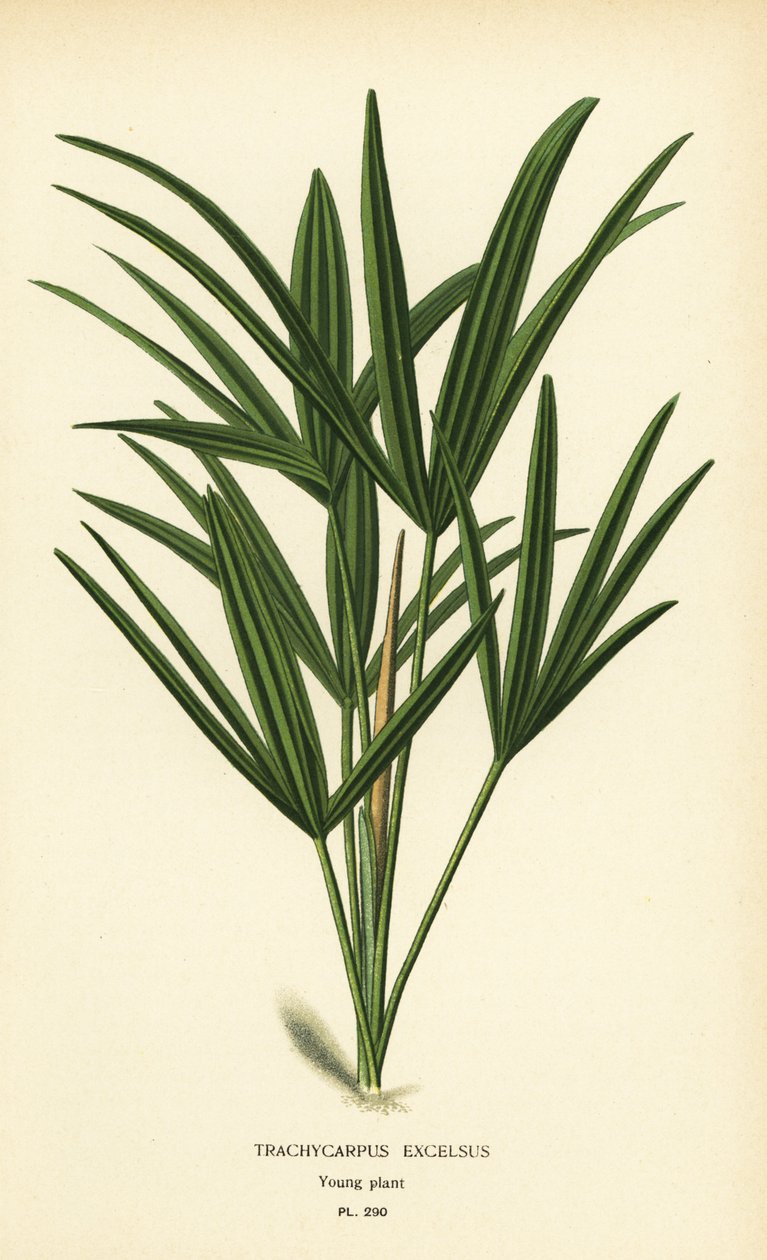 広葉樹の椰子やタケ椰子、ラピス エクセルサ (Trachycarpus excelsus)。 Edward Step’s Favorite Flowers of Garden and Greenhouse、Frederick Warne、ロンドンの Desire Bois によるイラストのクロモリトグラフ 作： デジレ・ジョージズジャン・マリー・ボワ