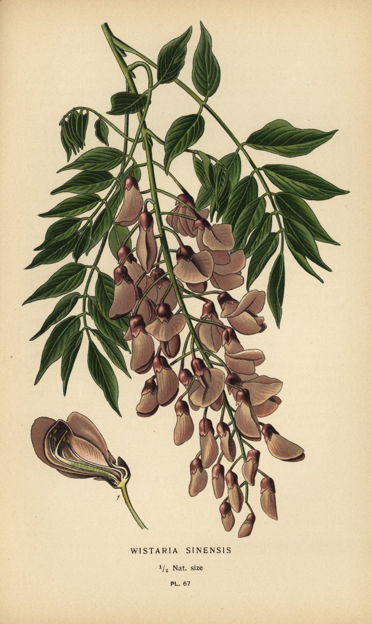 中国の藤、Wisteria sinensis。 作： デジレ・ジョージズジャン・マリー・ボワ