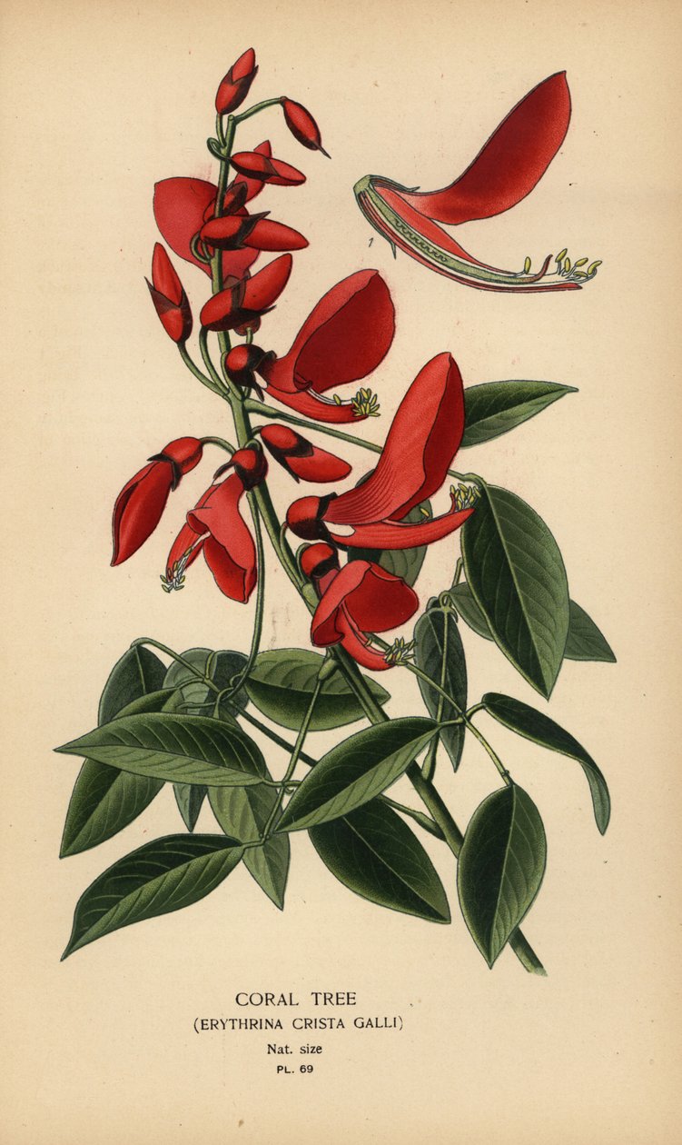 サンゴの木、Erythrina crista-galli。 作： デジレ・ジョージズジャン・マリー・ボワ