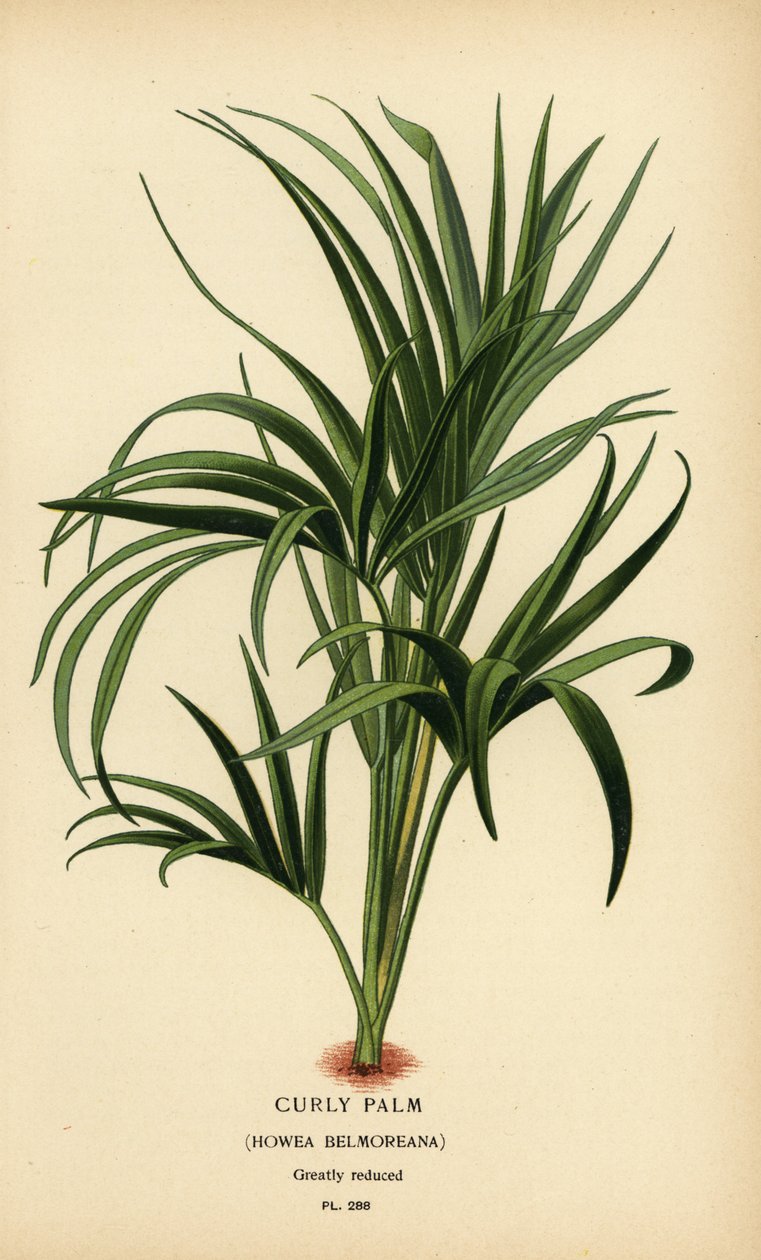 カーリー パーム、Howea belmoreana。 脆弱。 Edward Step’s Favorite Flowers of Garden and Greenhouse、Frederick Warne、ロンドンの Desire Bois によるイラストのクロモリトグラフ 作： デジレ・ジョージズジャン・マリー・ボワ