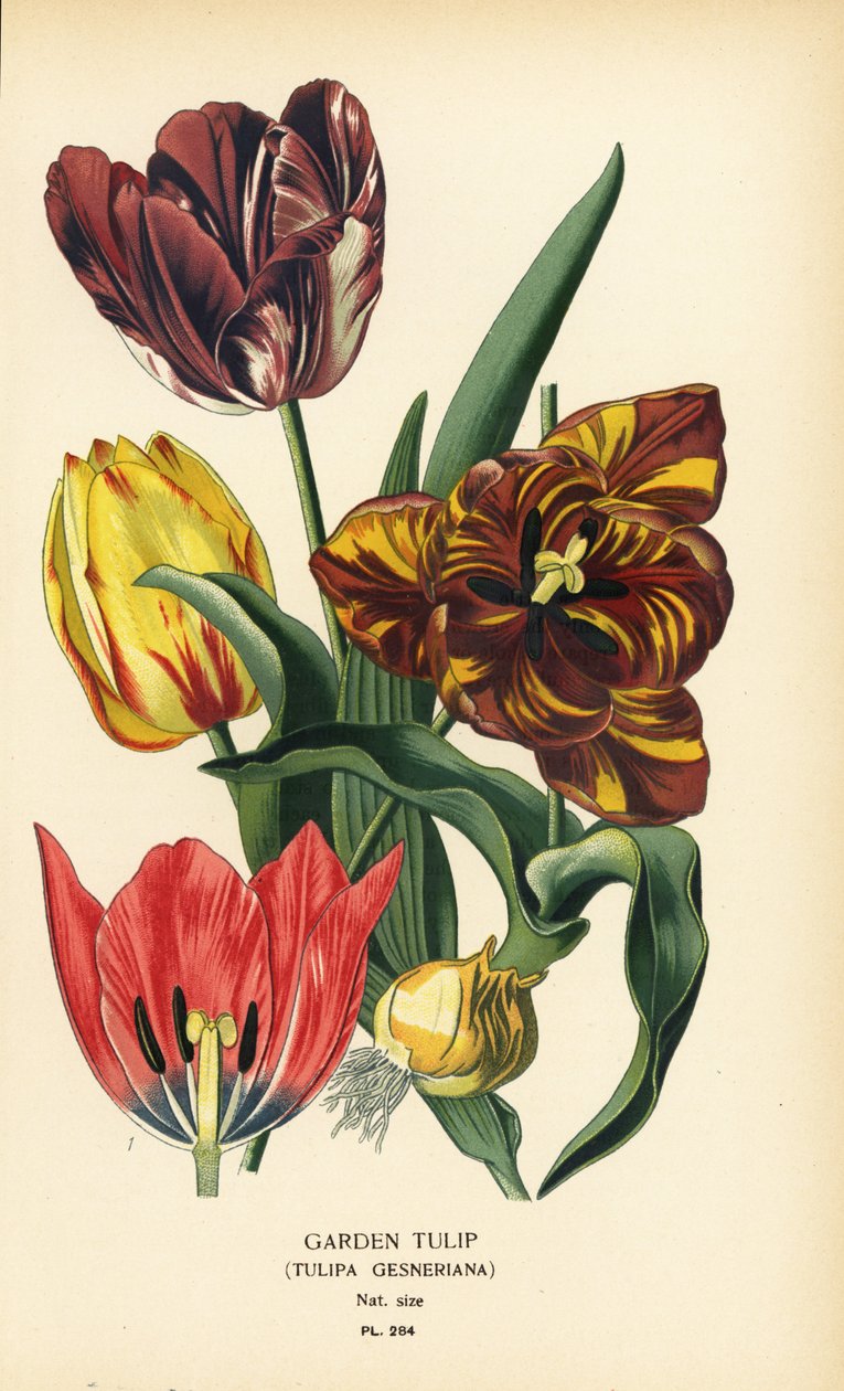 庭のチューリップ、Tulipa gesneriana。 Edward Step’s Favorite Flowers of Garden and Greenhouse、Frederick Warne、ロンドンの Desire Bois によるイラストのクロモリトグラフ 作： デジレ・ジョージズジャン・マリー・ボワ