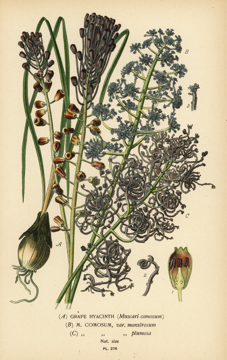 ブドウ ヒヤシンス、Leopoldia comosa (Muscari comosum、var. monstrosum、var. plumosa)。 Edward Step’s Favorite Flowers of Garden and Greenhouse、Frederick Warne、ロンドンの Desire Bois によるイラストのクロモリトグラフ 作： デジレ・ジョージズジャン・マリー・ボワ