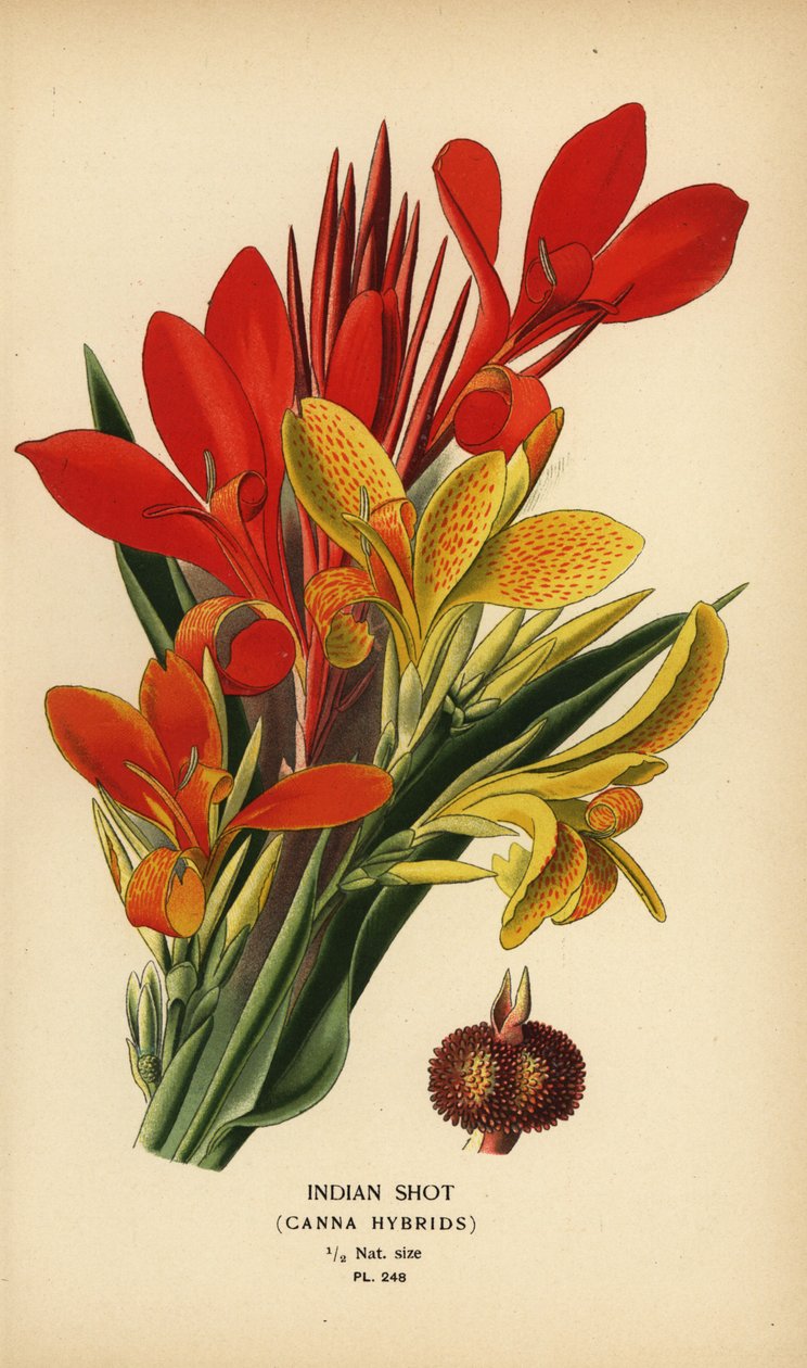 インディアン ショット、カンナ インディカ ハイブリッド。 Edward Step’s Favorite Flowers of Garden and Greenhouse、Frederick Warne、ロンドンの Desire Bois によるイラストのクロモリトグラフ 作： デジレ・ジョージズジャン・マリー・ボワ