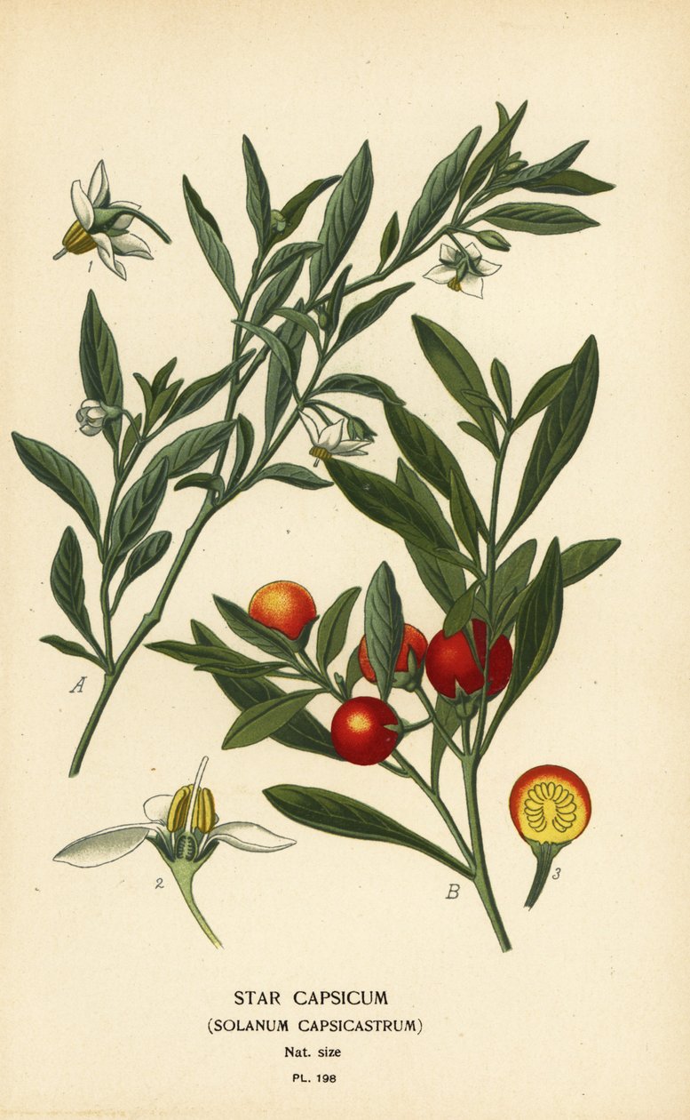 エルサレムチェリー、Solanum pseudocapsicum var. ジフローレス 作： デジレ・ジョージズジャン・マリー・ボワ
