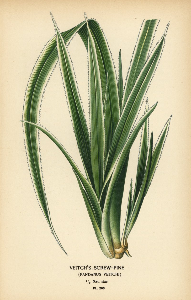 タヒチのスクリューパイン、パンダヌス・テクトリウス (Veitch のスクリューパイン、Pandanus veitchii)。 Edward Step’s Favorite Flowers of Garden and Greenhouse、Frederick Warne、ロンドンの Desire Bois によるイラストのクロモリトグラフ 作： デジレ・ジョージズジャン・マリー・ボワ