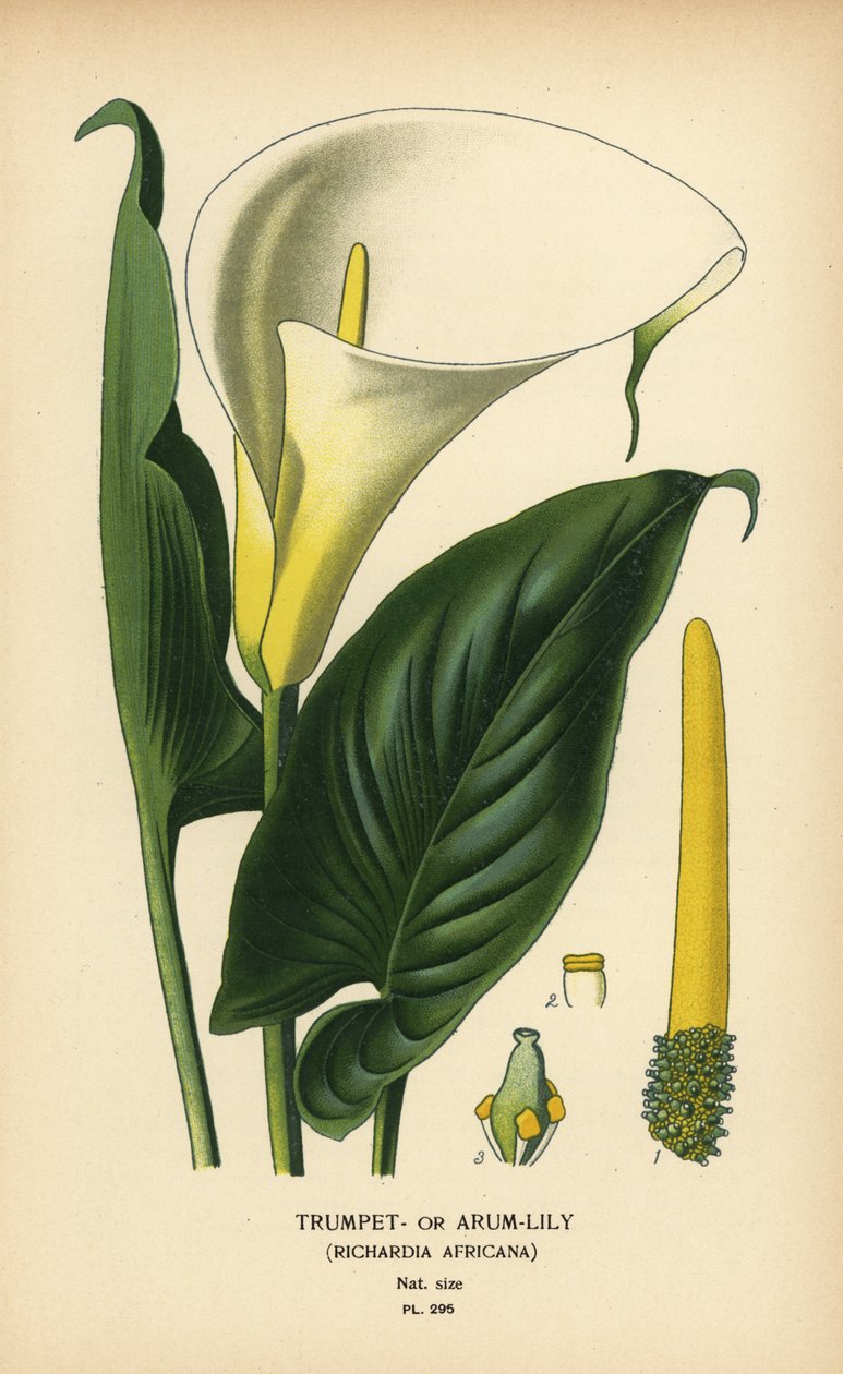 トランペット ユリ、アルム ユリまたはオランダカイウユリ、Zantedeschia aethiopica (リチャーディア アフリカーナ)。 Edward Step’s Favorite Flowers of Garden and Greenhouse、Frederick Warne、ロンドンの Desire Bois によるイラストのクロモリトグラフ 作： デジレ・ジョージズジャン・マリー・ボワ