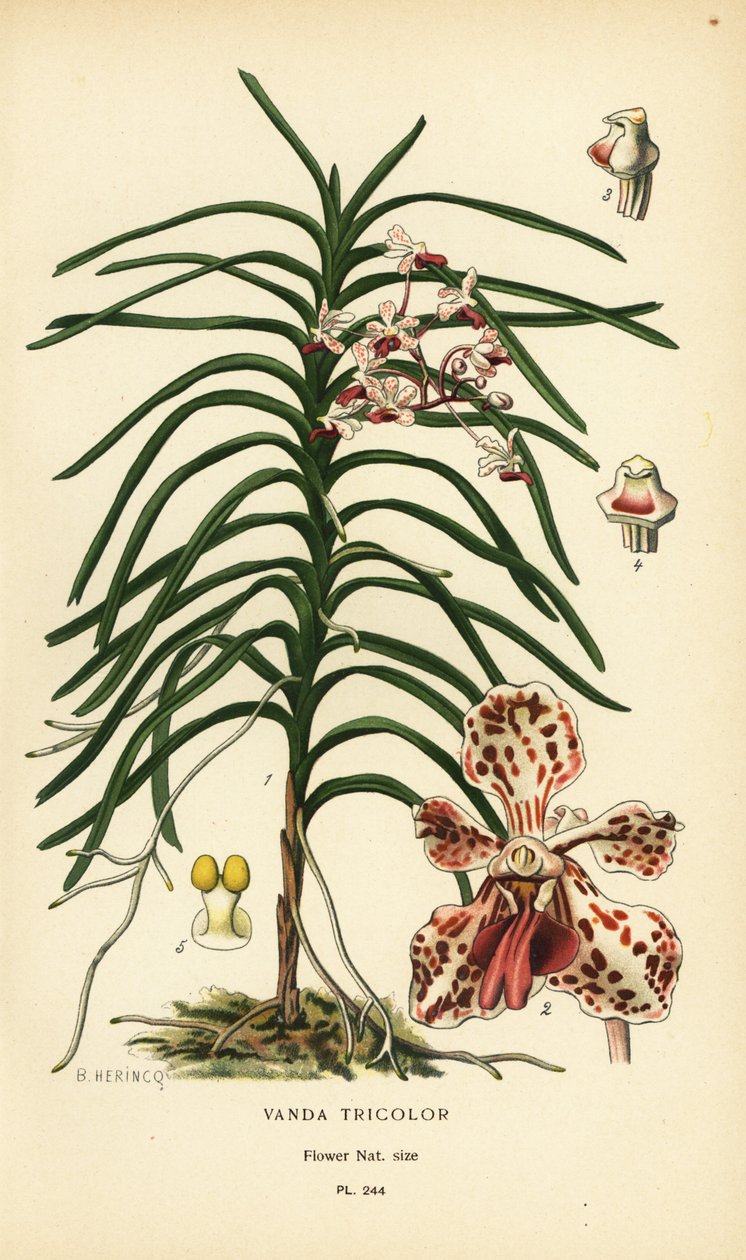 バンダ三色蘭。 Edward Step’s Favorite Flowers of Garden and Greenhouse、Frederick Warne、ロンドンの B. Herincq によるイラストのクロモリトグラフ 作： デジレ・ジョージズジャン・マリー・ボワ