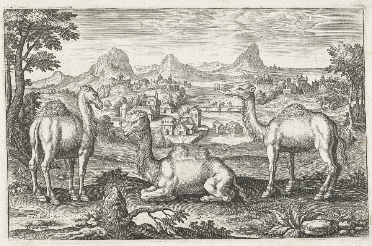 Adriaen Collaertによって刻まれた3つのラクダ（c。1560？1618） 作： オランダ語学校