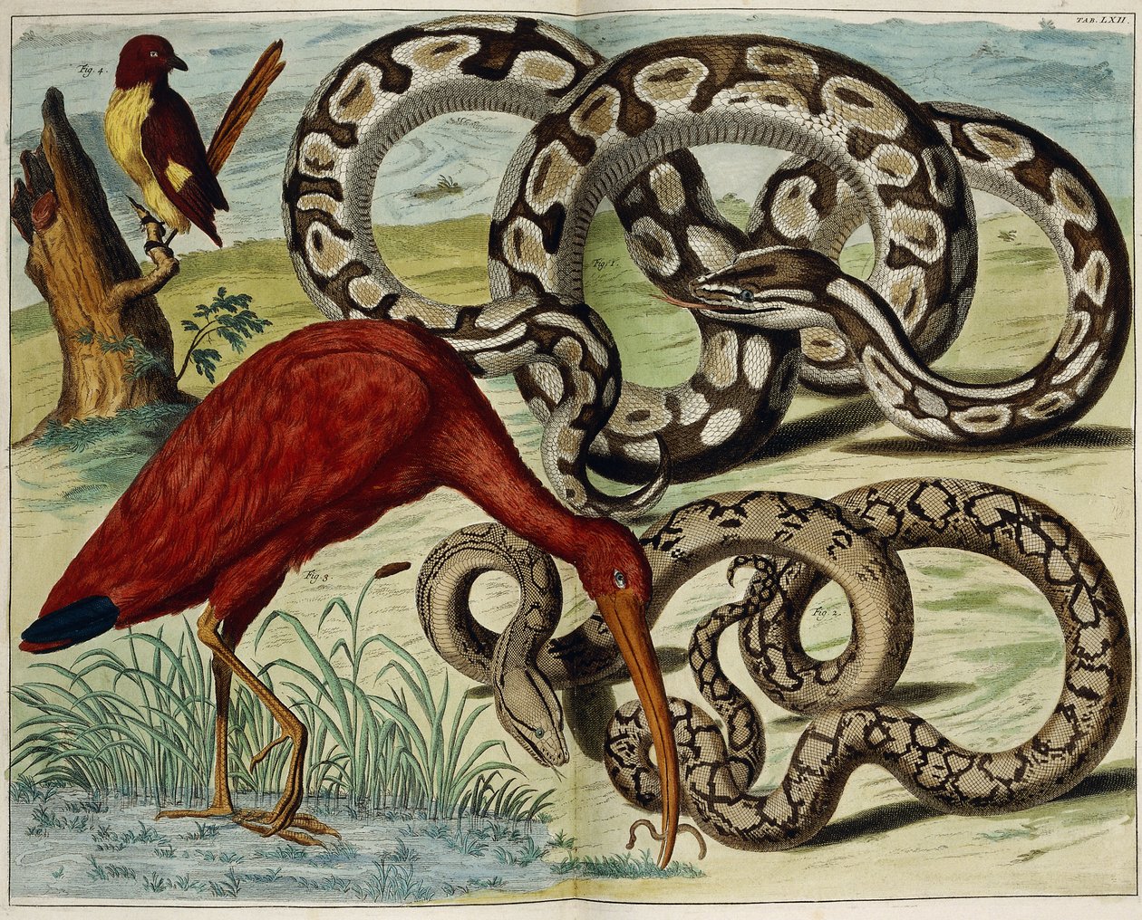 鳥とヘビ、プレート62、「もの豊かな自然の宝物ノヴァの説明」、1734-1765 作： オランダ語学校