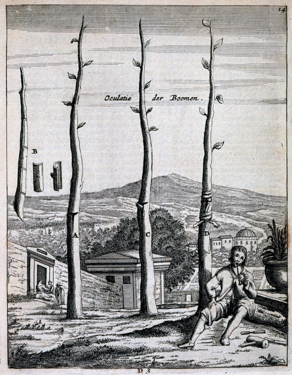 Jan CommelinによるDe Nederlandze Hesperidesの果樹、1676年発行 作： オランダ語学校