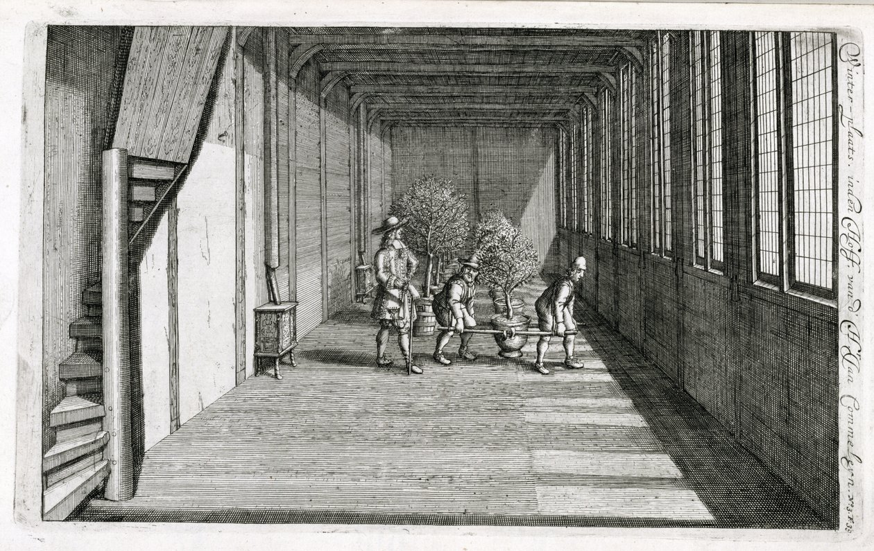 1676年に出版されたJan CommelinによるDe Nederlandze Hesperidesから夏に向けて庭に木を移動する 作： オランダ語学校