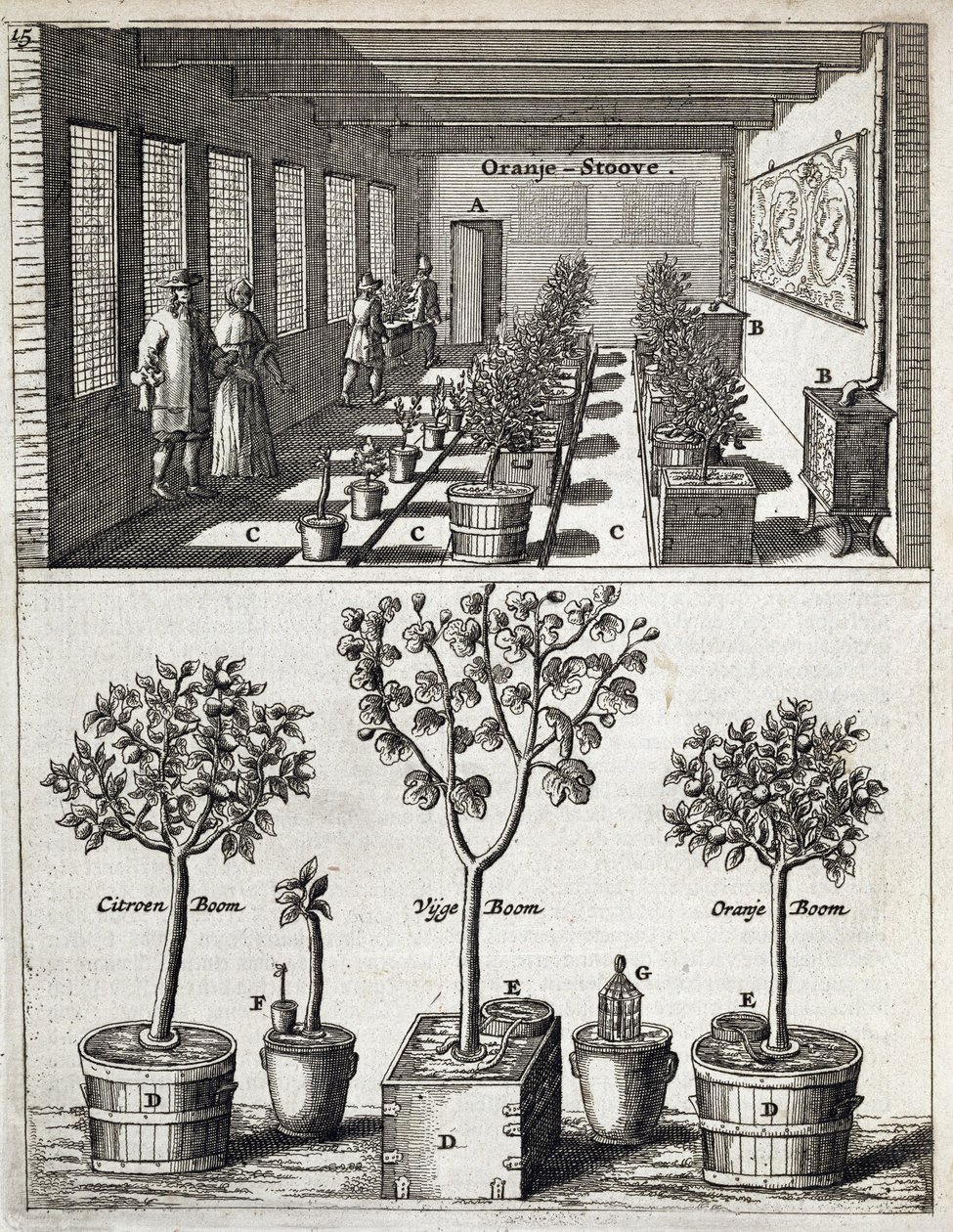 Jan CommelinによるDe Nederlandze HesperidesのOrangeryが1676年に公開 作： オランダ語学校