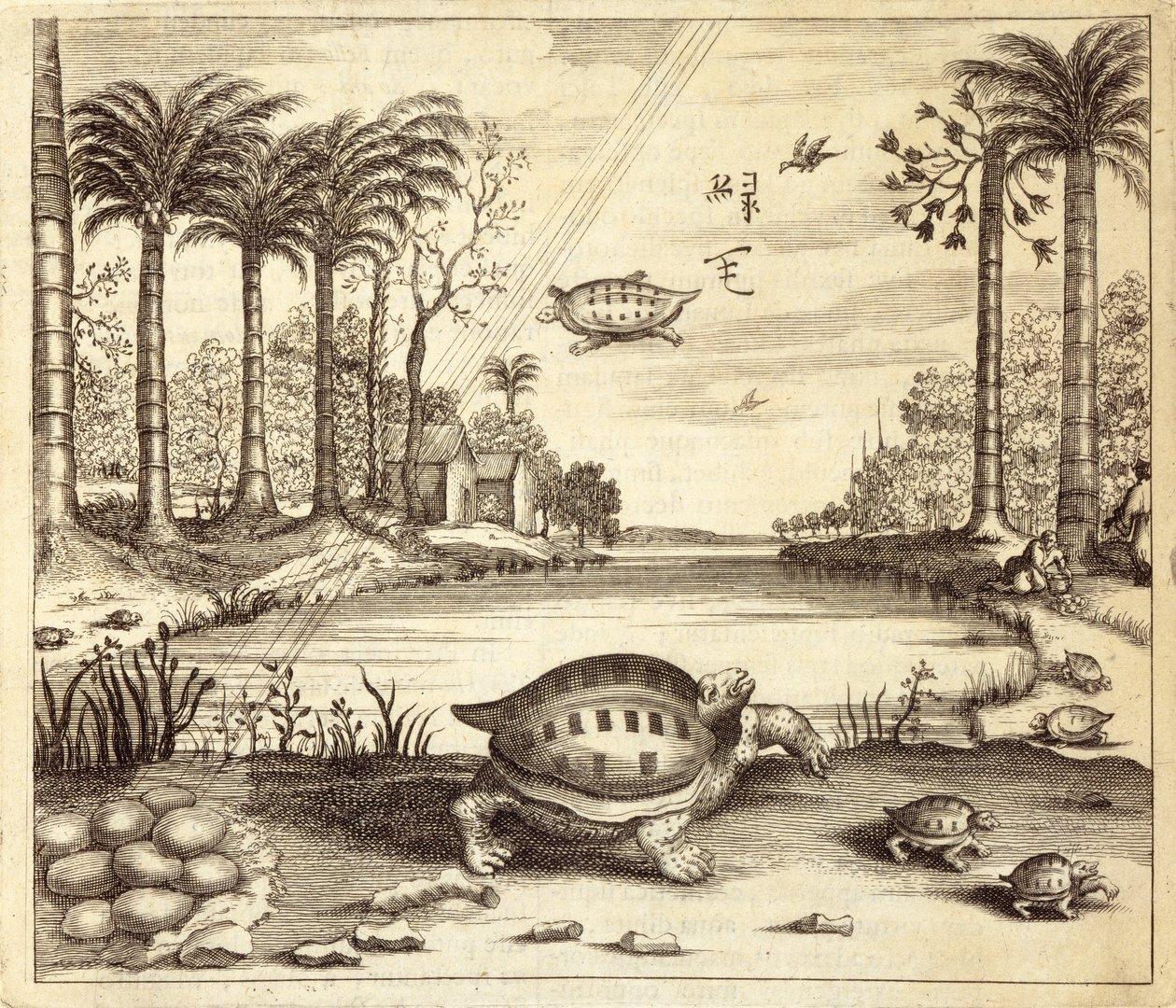 カメの卵の孵化、中国出身、Athanasius Kircher（1601-80）1667 作： オランダ語学校