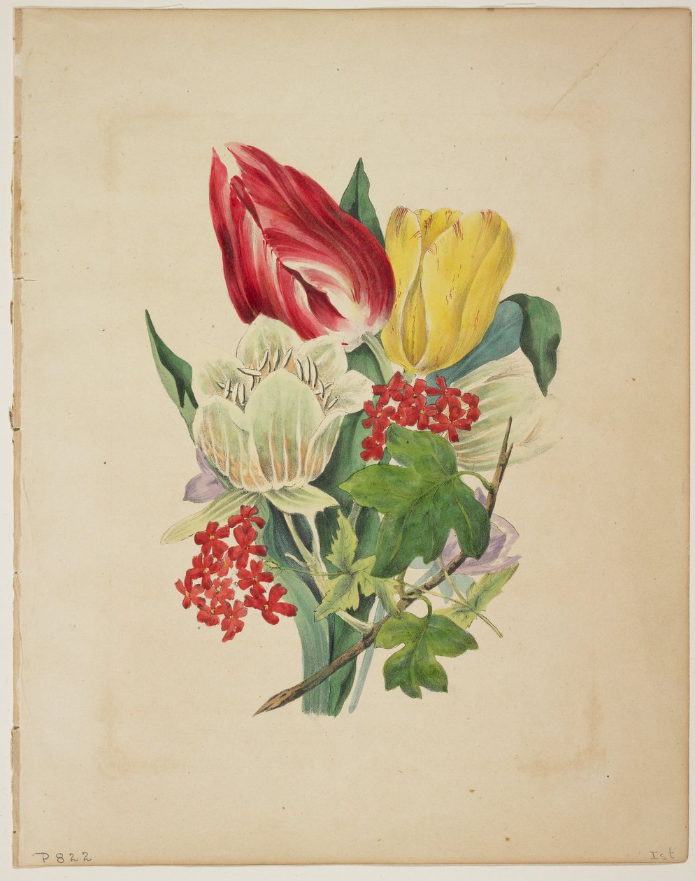 フローラの辞書からのチューリップの花束、1838 作： EWホスト