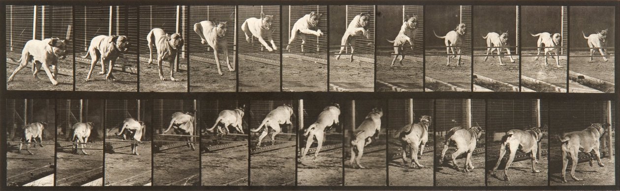 動物の移動、プレート712 作： エドワード・マイブリッジ