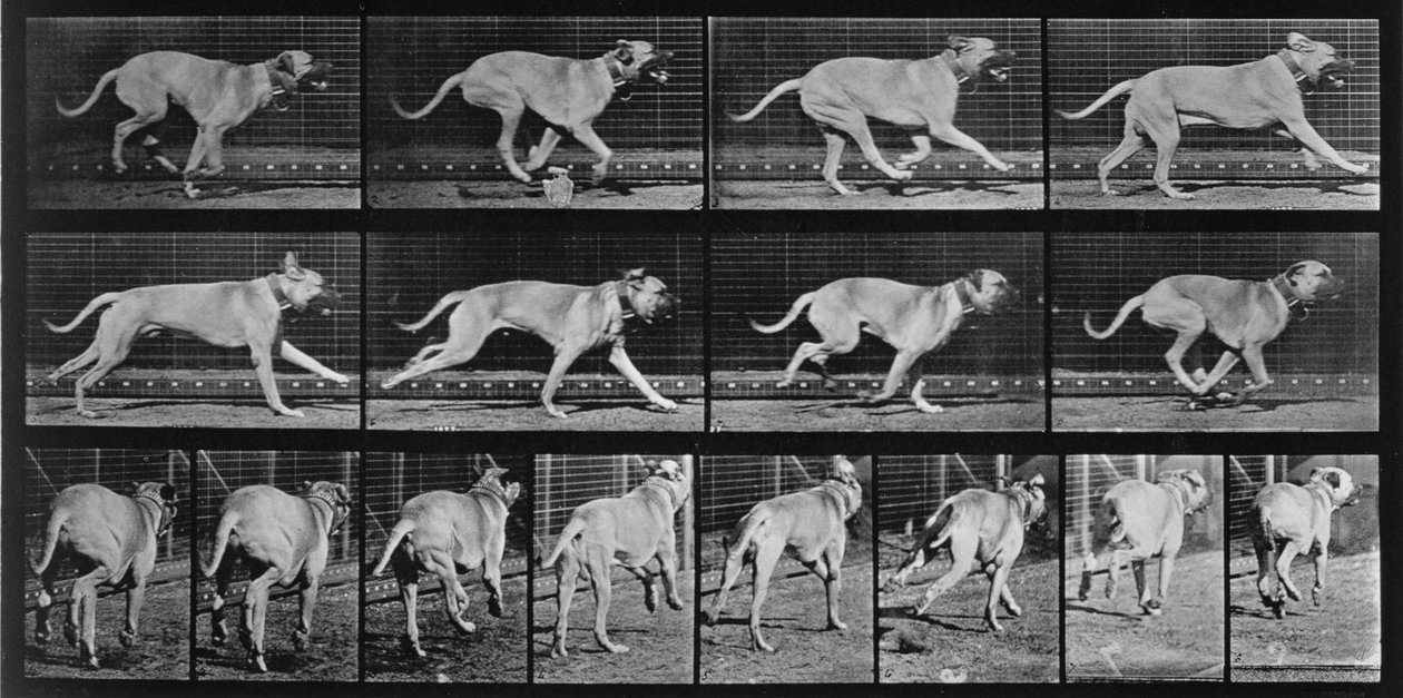 走る犬、1887年の「Animal Locomotion」のプレート707 作： エドワード・マイブリッジ