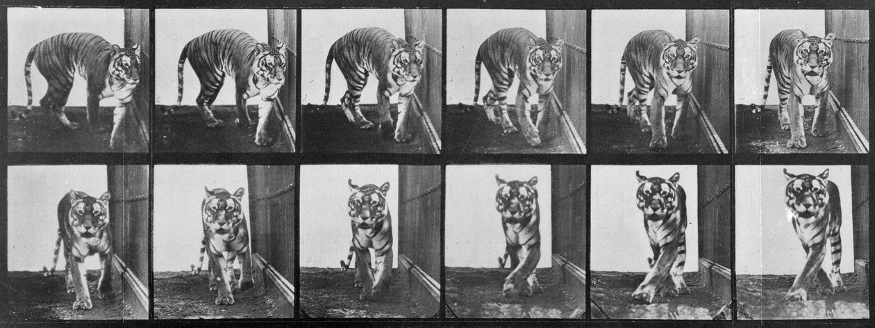 タイガーペーシング、「Animal Locomotion」、1887年 作： エドワード・マイブリッジ