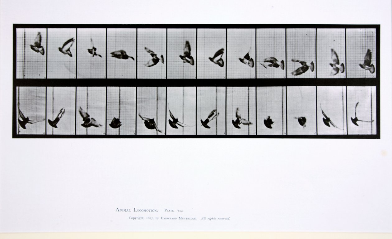飛ぶ鳥、「動物の移動」からのプレート756、1887 作： エドワード・マイブリッジ