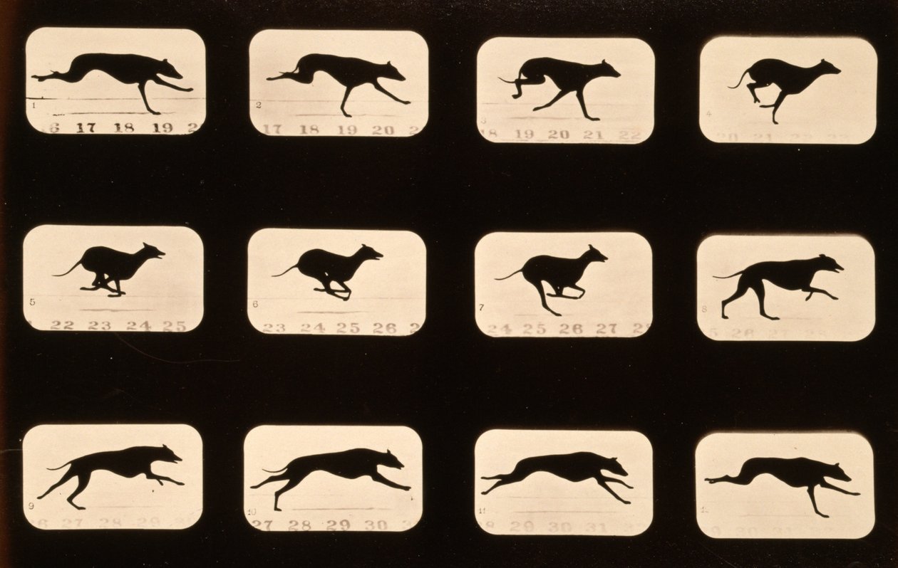 グレイハウンド、「Animal Locomotion」シリーズ、1881年頃 作： エドワード・マイブリッジ