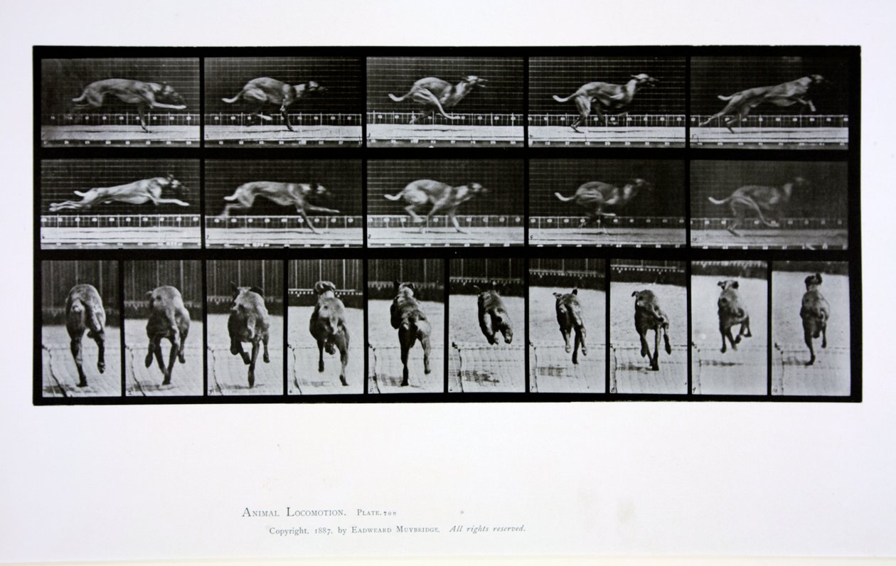 グレイハウンドランニング、「Animal Locomotion」からのプレート708、1887 作： エドワード・マイブリッジ