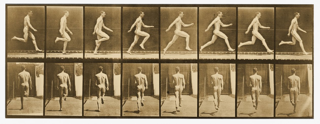 「動物の移動」シリーズ、1887年頃の画像 作： エドワード・マイブリッジ