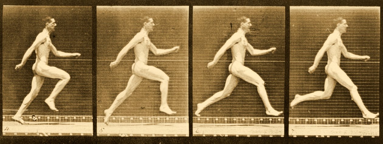 「動物の移動」シリーズの画像シーケンス、1887年頃 作： エドワード・マイブリッジ