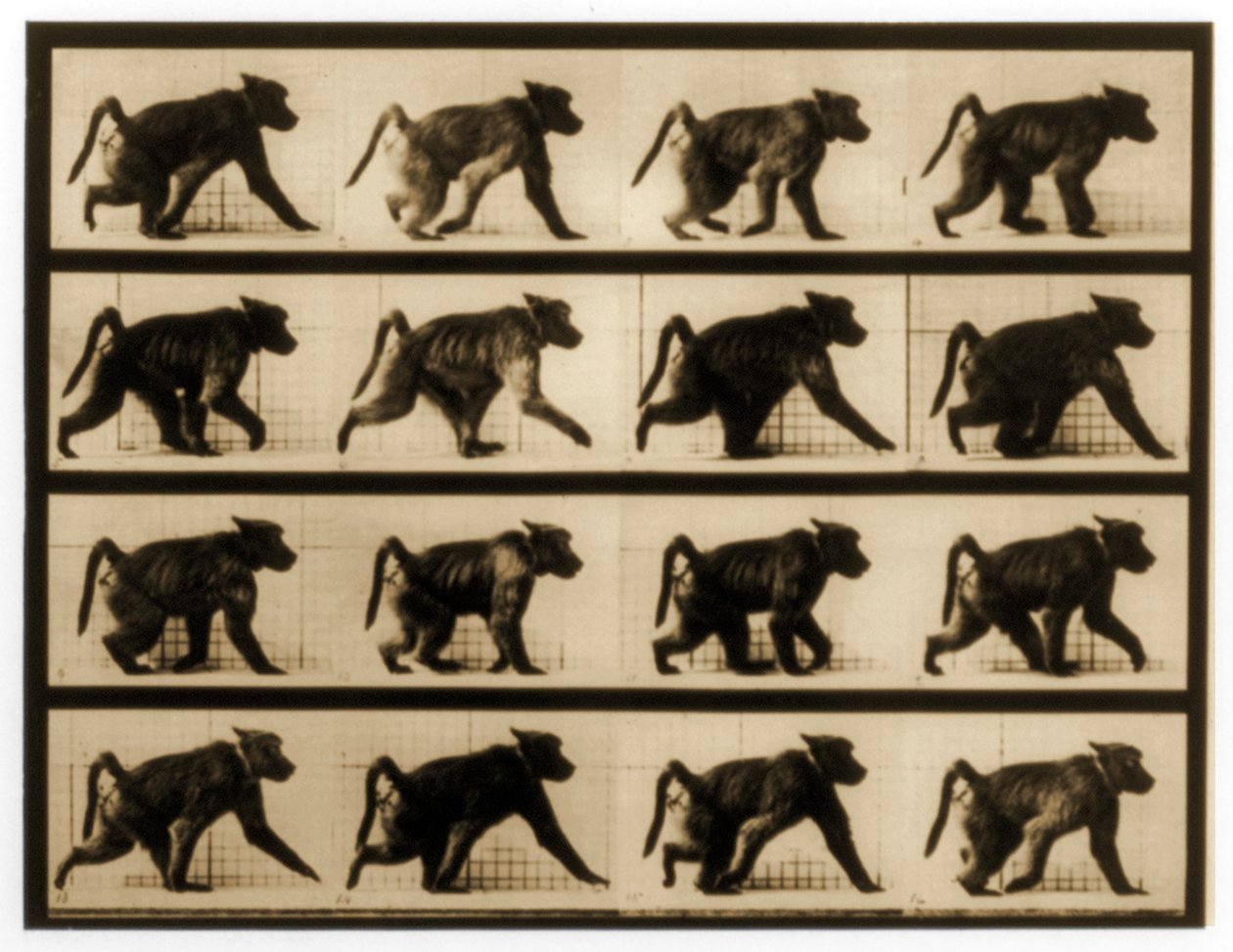 ヒヒのランニングのイメージシーケンス、「Animal Locomotion」シリーズ、c.1887 作： エドワード・マイブリッジ
