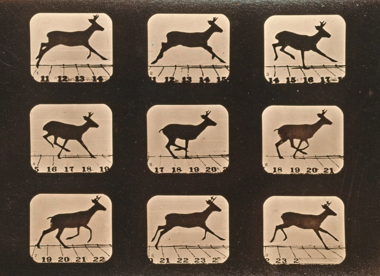 実行中の鹿の画像シーケンス、「Animal Locomotion」シリーズ、c.1881 作： エドワード・マイブリッジ