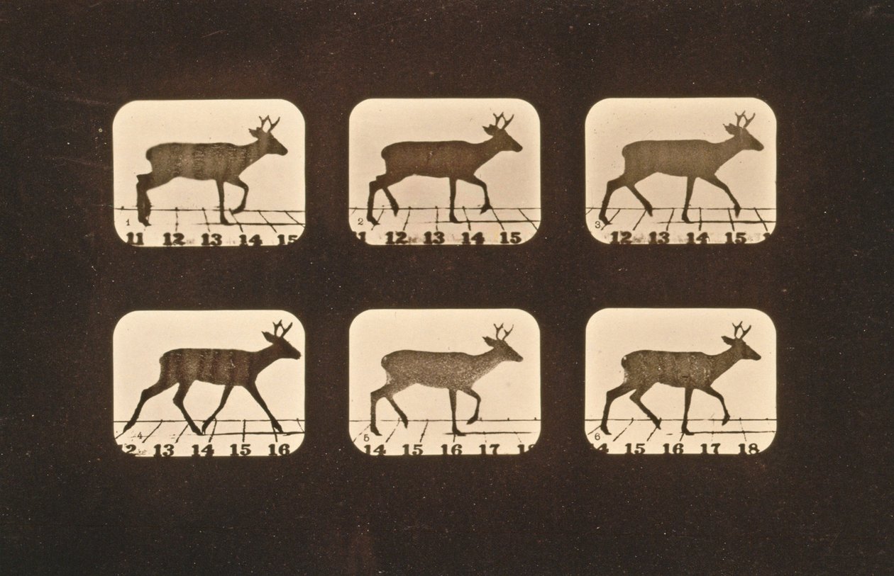 腐る鹿のイメージシーケンス、「Animal Locomotion」シリーズ、1881年 作： エドワード・マイブリッジ