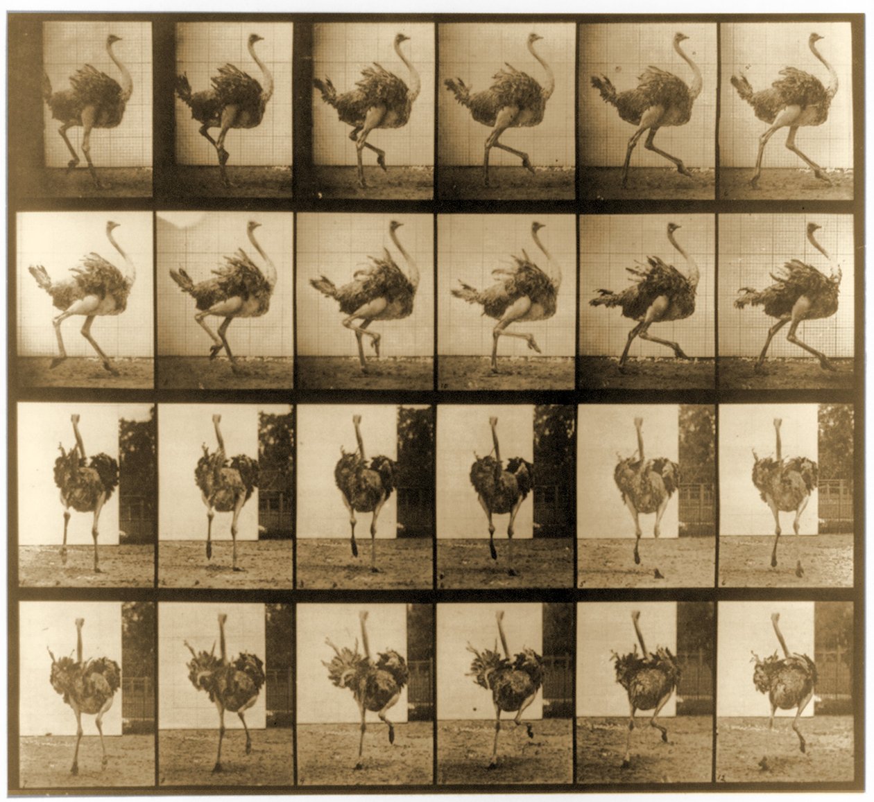 ダチョウが走っている画像シーケンス、「Animal Locomotion」シリーズ、c.1887 作： エドワード・マイブリッジ