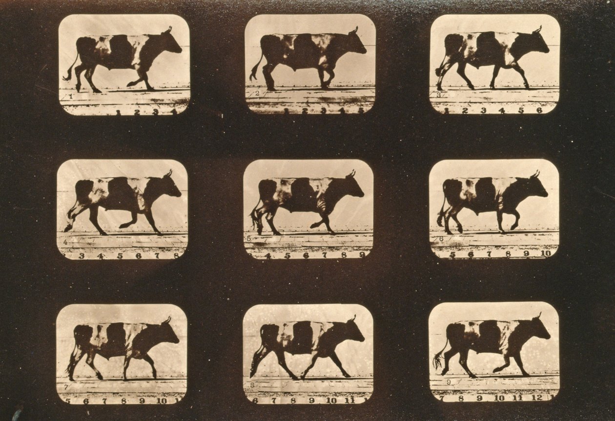 Ox trottingの画像シーケンス、「Animal Locomotion」シリーズ、c.1881 作： エドワード・マイブリッジ